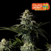 Fast Buds Orange Sherbet FF (3 Samen) - Feminisiert - Nahaufnahme des Blütenkegels