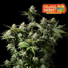 Fast Buds Orange Sherbet FF (3 Samen) - Feminisiert - Ansicht der ausgewachsenen Blüte