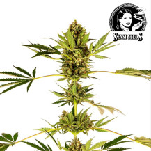 SENSI SEEDS Cannabis-Samen: Himalaya CBD feminisiert (3 Samen)