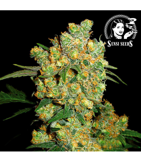 Sensi Seeds Big Bud Feminisierte Cannabis-Samen - Blüte