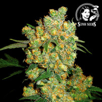 Sensi Seeds Big Bud Feminisierte Cannabis-Samen - Blüte
