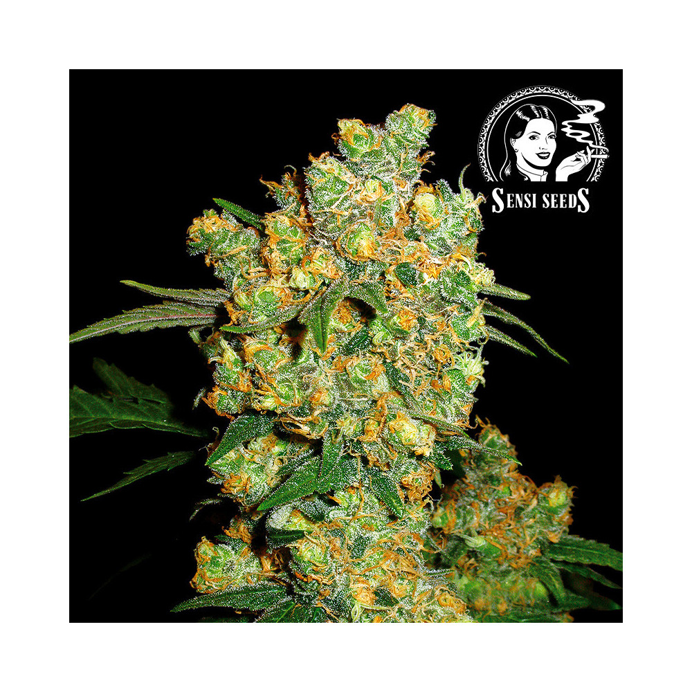 Sensi Seeds Big Bud Feminisierte Cannabis-Samen - Blüte