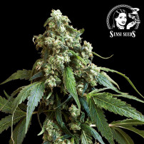 Sensi Seeds Jack Flash Nr. 5 (3 Samen) - Feminisiert - Blüte