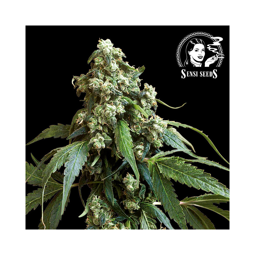 Sensi Seeds Jack Flash Nr. 5 (3 Samen) - Feminisiert - Blüte