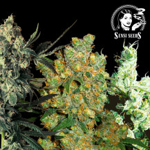 Sensi Seeds Cannabis-Samen: Feminisierte Mischung (10 Samen)