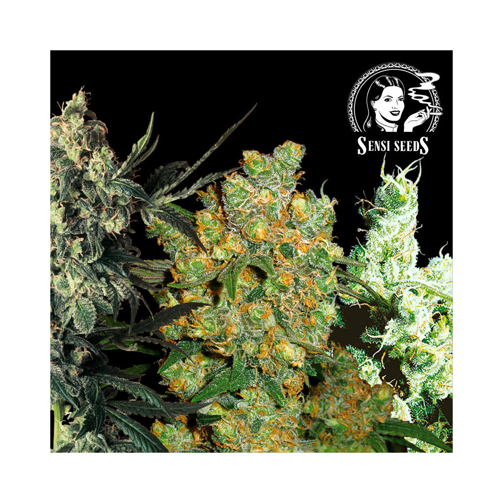 Sensi Seeds Cannabis-Samen: Feminisierte Mischung (10 Samen)