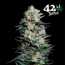 Mexican Airlines Automatic (3 Samen) – Fast Buds Cannabis-Samen – Details zu Blütenkegeln/Blüten