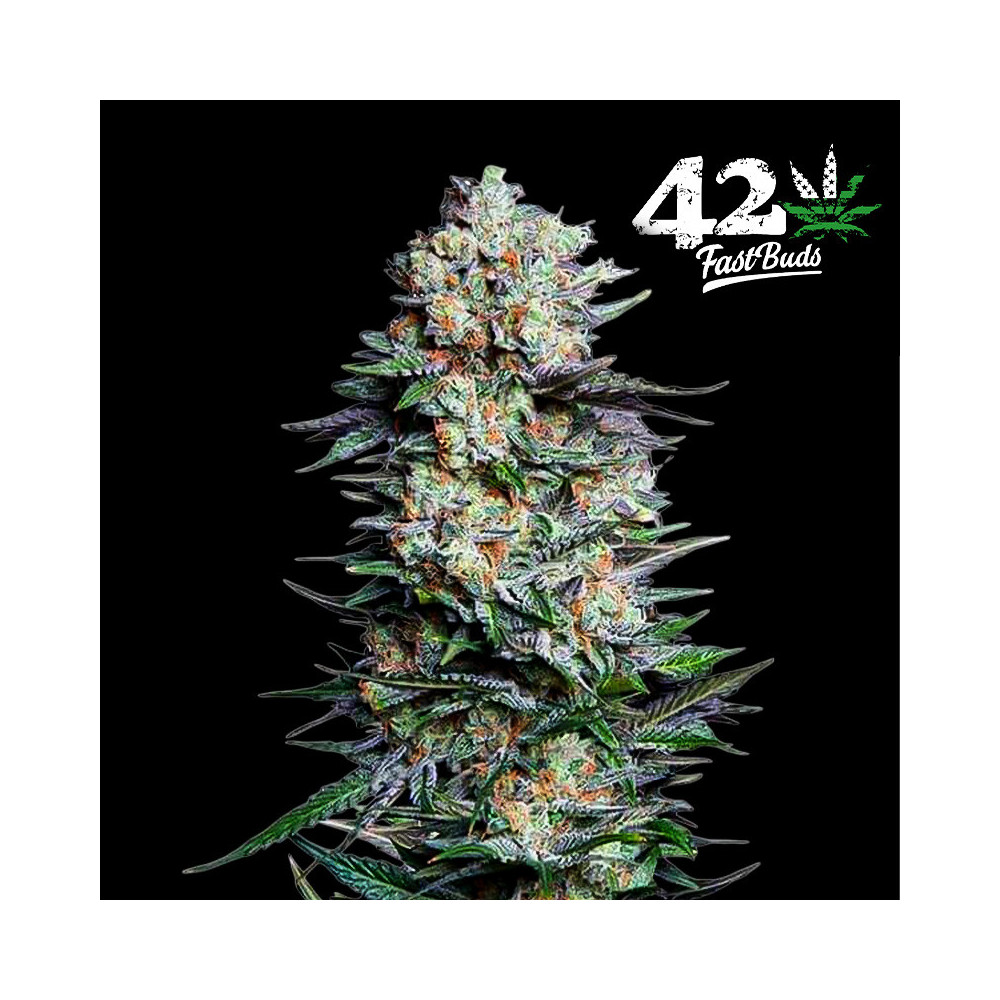 Mexican Airlines Automatic (3 Samen) – Fast Buds Cannabis-Samen – Details zu Blütenkegeln/Blüten