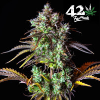 Original Auto Big Bud (3 Samen) Auto - Cannabis-Samen mit schneller Blüte
