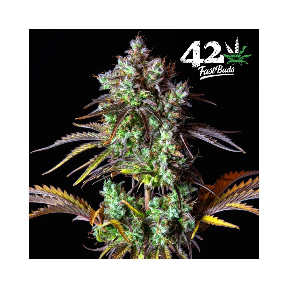 Original Auto Big Bud (3 Samen) Auto - Cannabis-Samen mit schneller Blüte