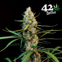 Detail der Marihuana-Blüte Original Auto Jack Herer (3 Samen) - Fast Buds Cannabis-Samen