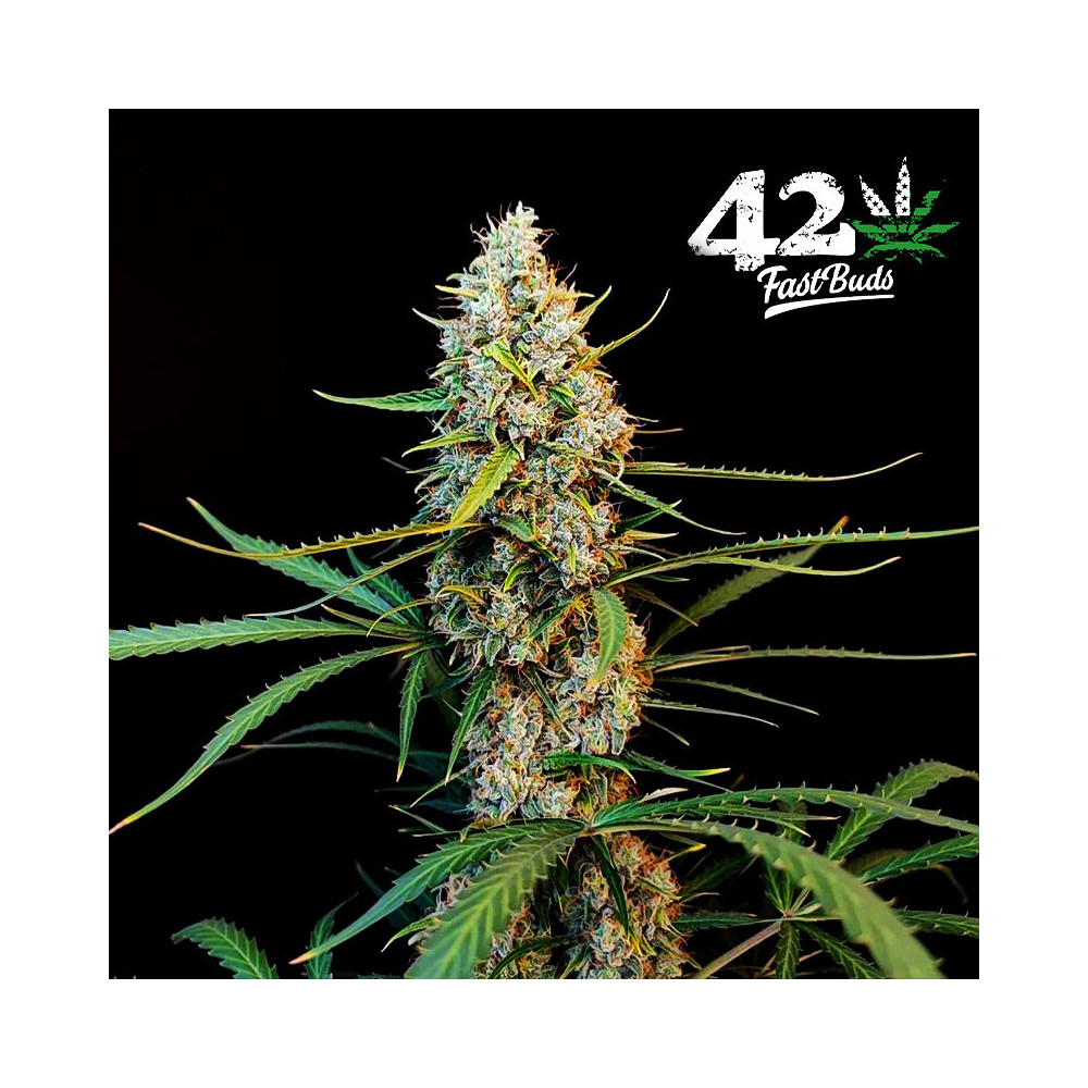 Detail der Marihuana-Blüte Original Auto Jack Herer (3 Samen) - Fast Buds Cannabis-Samen