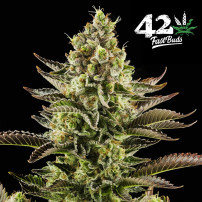 Original Auto White Widow Marihuana-Sorte von Fast Buds - Blüten / Blütenstände