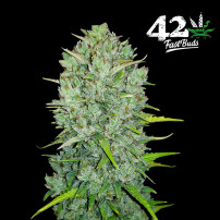 Original Automat – Fast Buds Cannabis-Samen – Northern Lights Cannabis-Kegel/Blüten
