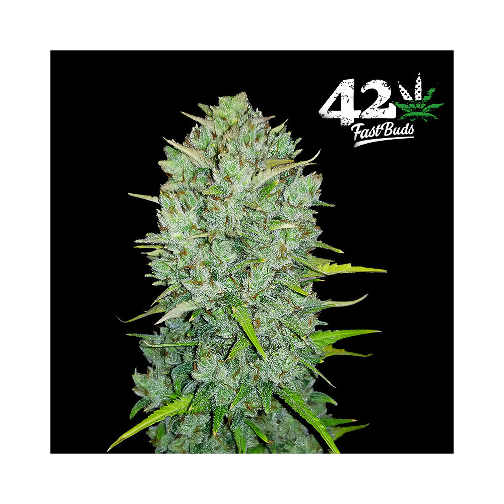 Original Automat – Fast Buds Cannabis-Samen – Northern Lights Cannabis-Kegel/Blüten