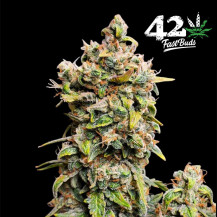 Blüte/Zapfen der Marihuana-Sorte - Original Auto Afghan Kush (3 Samen) - Fast Buds Cannabis Seeds