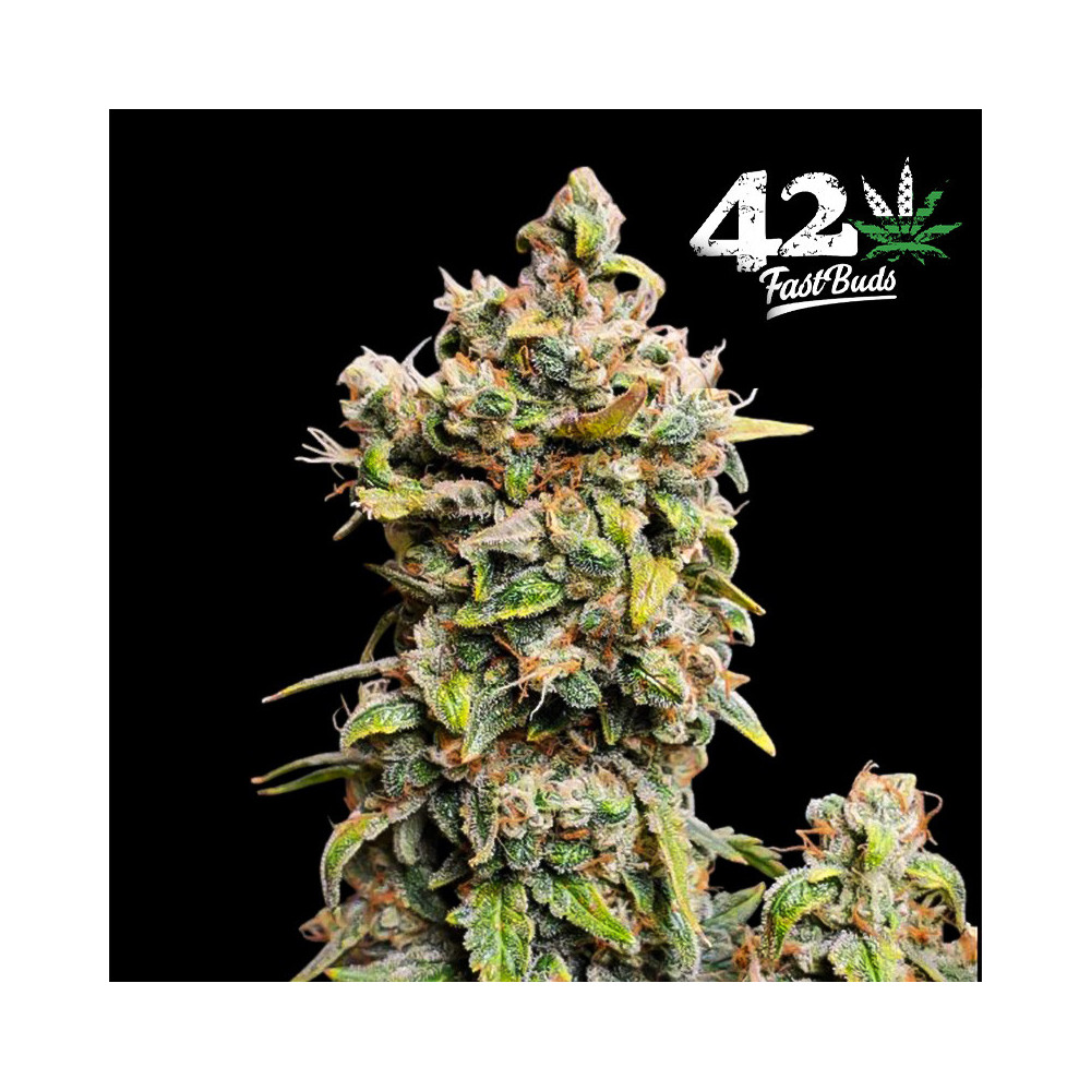 Blüte/Zapfen der Marihuana-Sorte - Original Auto Afghan Kush (3 Samen) - Fast Buds Cannabis Seeds