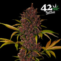 LSD-25 Automatic (3 Samen) – Fast Buds Cannabis-Samen – Details zu Blütenkegeln/Blüten