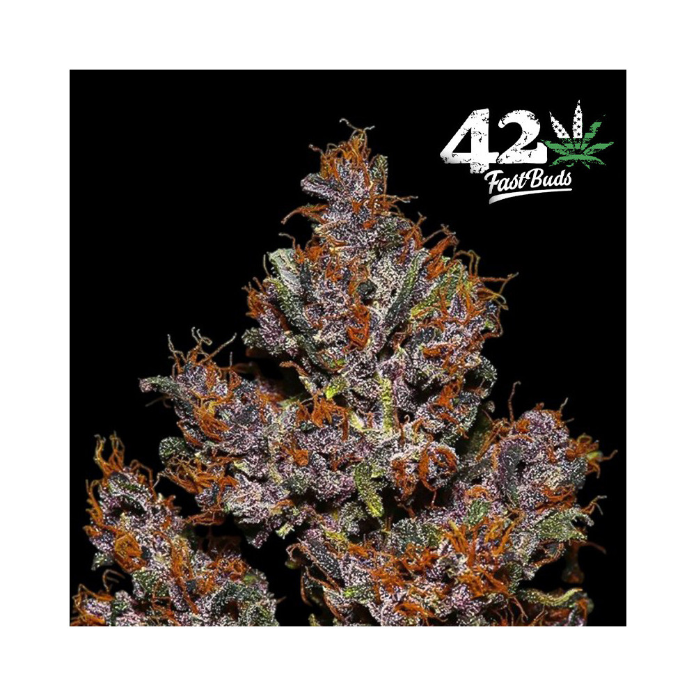 Crystal Meth Automatic (3 Samen) - Fast Buds Cannabis-Samen - Blütenstand - Details