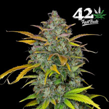 Gelato Auto Automatic (3 Samen) – Fast Buds Cannabis-Samen – Detailansicht der Blüte