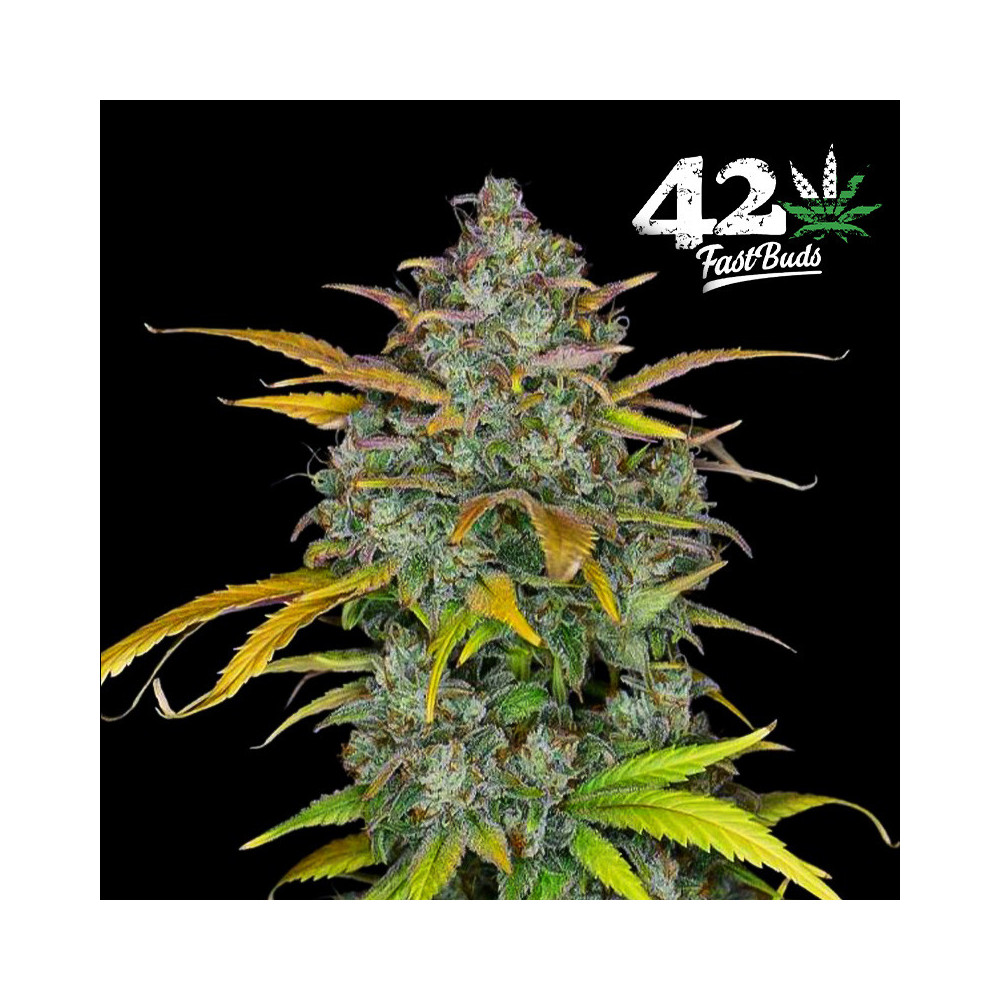 Gelato Auto Automatic (3 Samen) – Fast Buds Cannabis-Samen – Detailansicht der Blüte