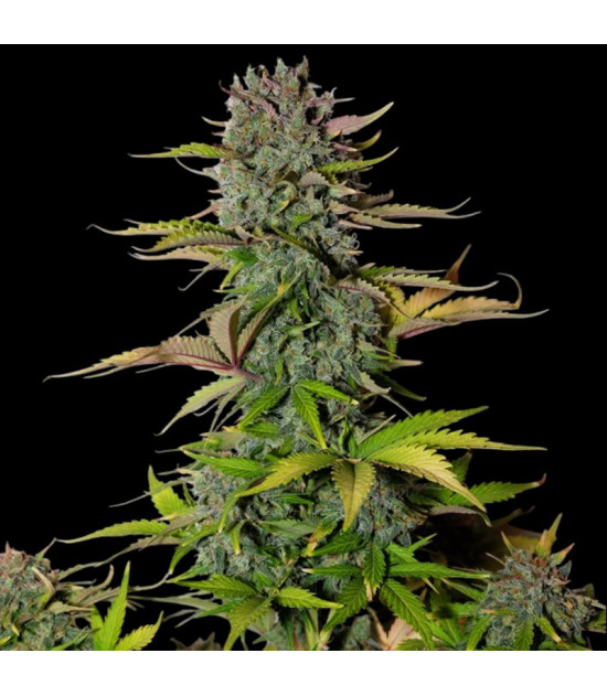 Fast Buds G14 (3 Samen) - Feminisierte Pflanze