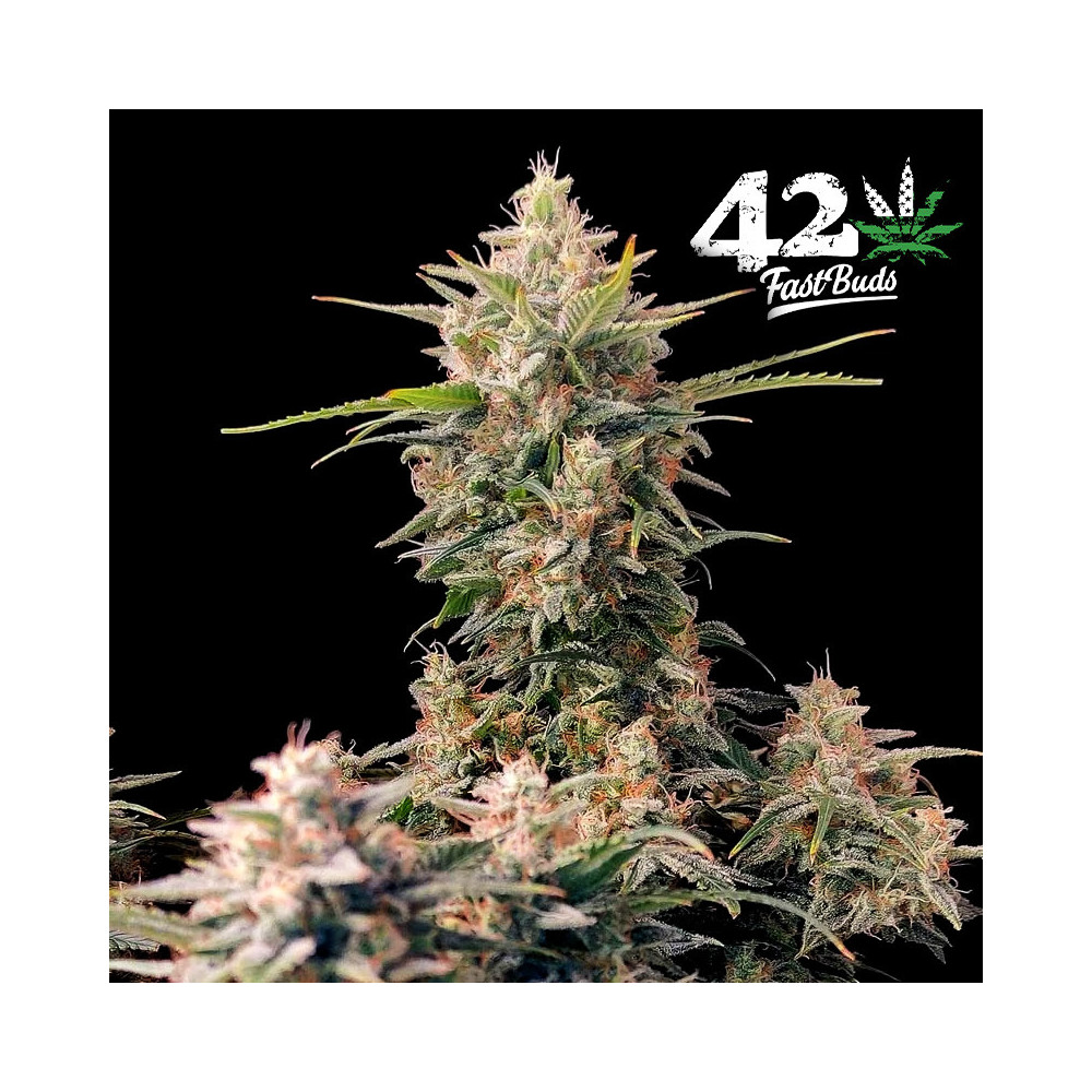 Original Skunk Auto (3 Samen) - Fast Buds Cannabis-Samen