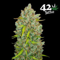 Kodope Original Auto Bubble Gum (3 Samen) – Fast Buds Marihuana-Samen – Blütenstände / Cannabisblüten
