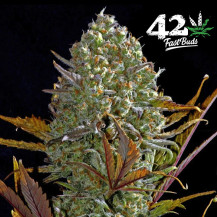 Pineapple Express Automatic (3 Samen) – Fast Buds Cannabis-Samen – Marihuana-Kegel/Blüten