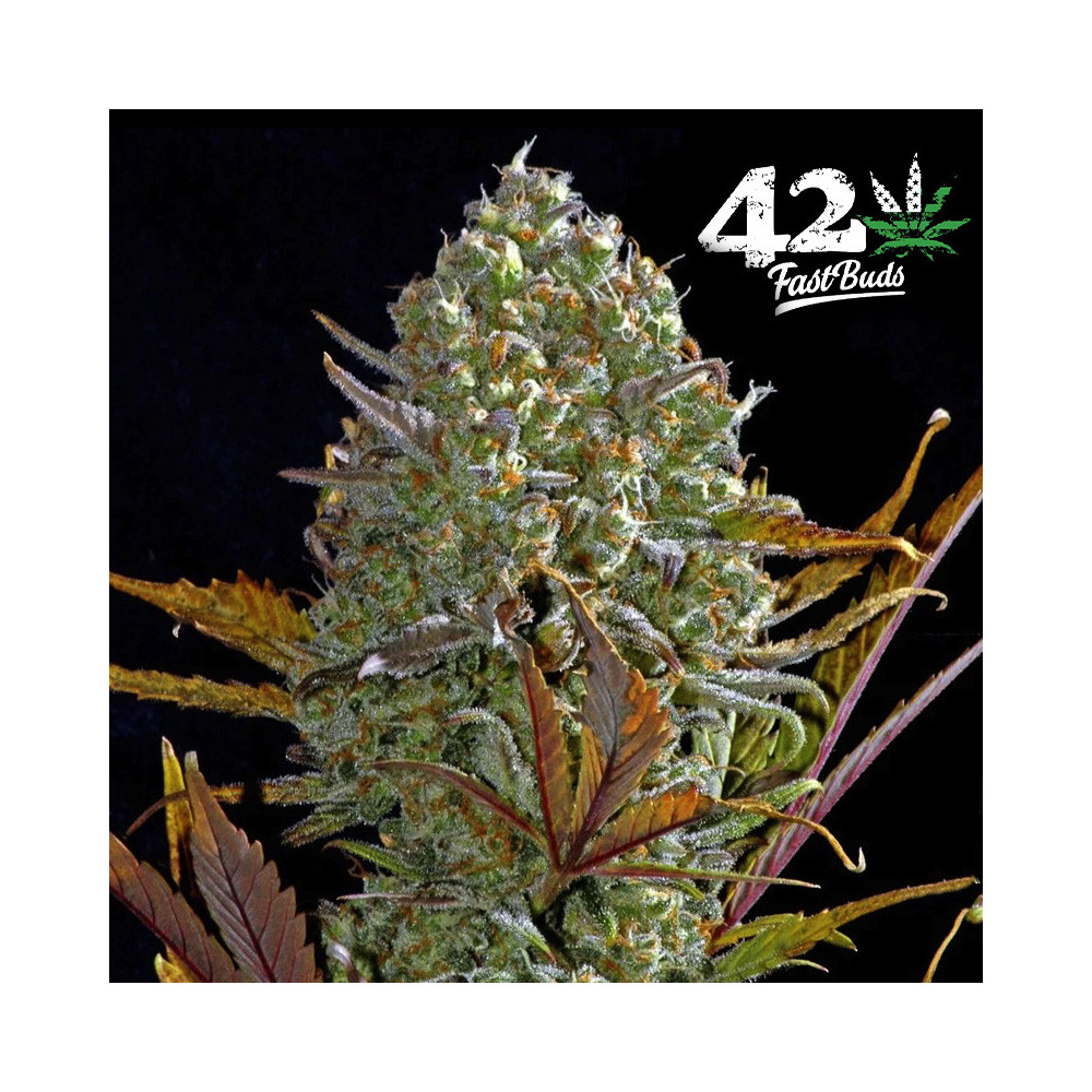 Pineapple Express Automatic (3 Samen) – Fast Buds Cannabis-Samen – Marihuana-Kegel/Blüten