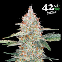 Gorilla Glue Automatic (3 Samen) – Fast Buds Cannabis-Samen – Marihuana-Blüte/Kegel mit vielen Harzdetails