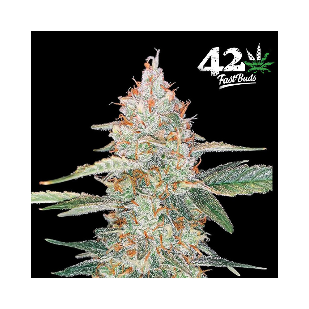 Gorilla Glue Automatic (3 Samen) – Fast Buds Cannabis-Samen – Marihuana-Blüte/Kegel mit vielen Harzdetails