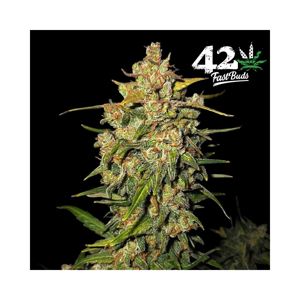 Lemon AK Marihuana-Blüte (3 Samen) - Fast Buds Cannabis-Samen