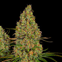 Sensi Seeds Research Sticky Orange XXL Auto