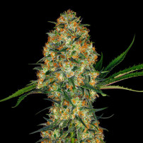 Sensi Seeds Hindu Kush Feminisiert (3 Samen)