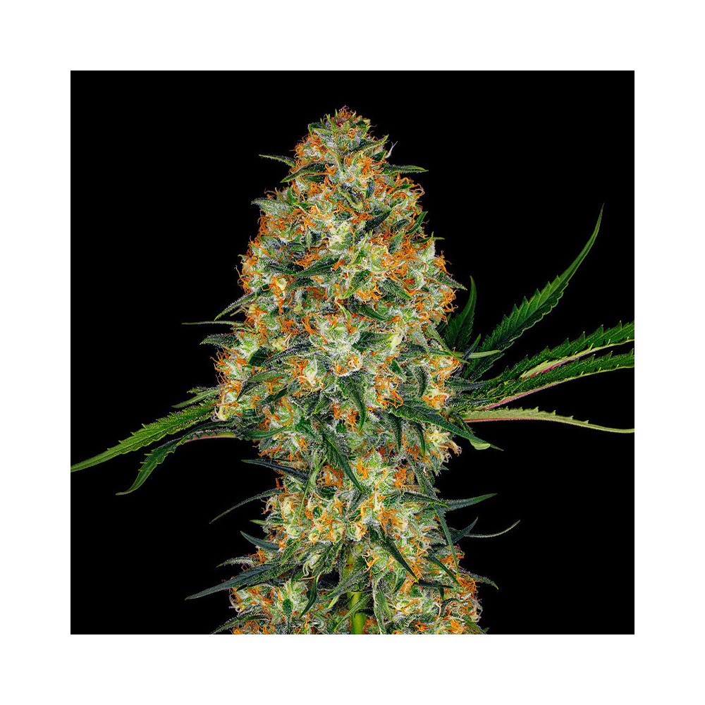 Sensi Seeds Hindu Kush Feminisiert (3 Samen)