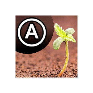 Autoflowering Hanfsamen