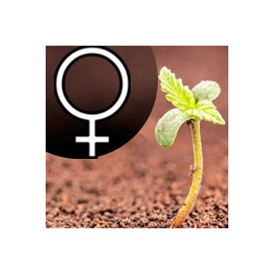 Feminisierte Hanfsamen