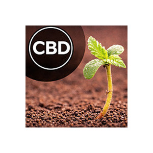 CBD Hanfsamen